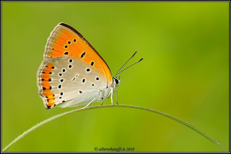 Lycaena thersamon o dispar?? - Lycaena dispar